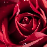 The Vixen’s Valentine’s